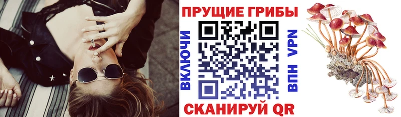 купить наркотики цена  Буйнакск  Псилоцибиновые грибы GOLDEN TEACHER 